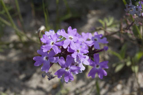 Glandularia pulchella #14